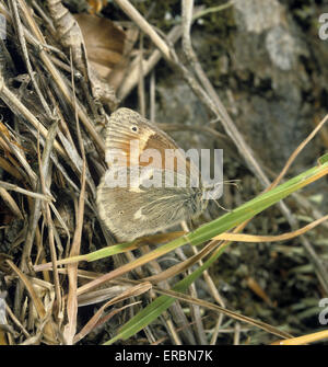 Large Heath - Coenonympha tullia Stock Photo