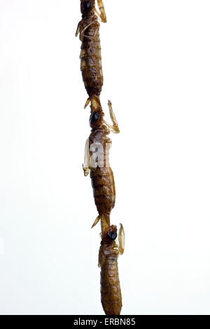 Fried Dragonfly at Donghuamen Street Food Market Beijing China -  An example of the strange or weird food eaten by people around the world Stock Photo