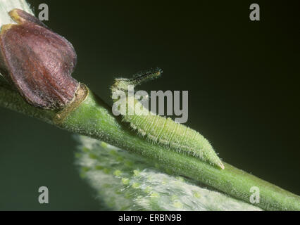 Purple Emperor - Apatura iris - larva Stock Photo