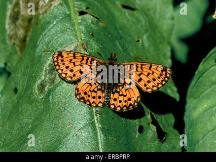 Small Pearl-bordered Fritillary - Boloria selene Stock Photo