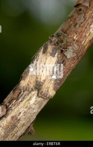 Common rustic (Mesapamea secalis Stock Photo - Alamy