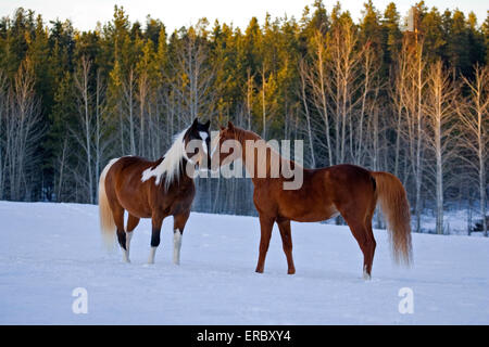 Arabian chestnut Stallion and Paint Arabian Gelding together in meadow on snow Stock Photo