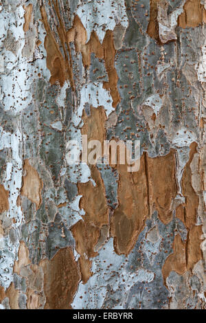 Bark of Evergreen Chinese Elm tree  'Ulmus parvifolia'. Stock Photo