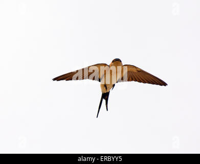 Swallow flying Stock Photo