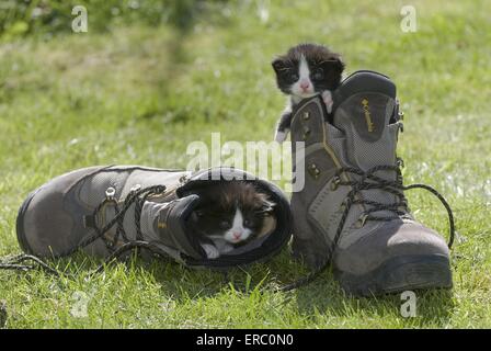 kitten in garden Stock Photo