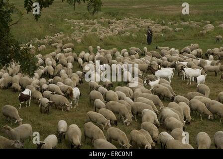 herd of sheeps Stock Photo