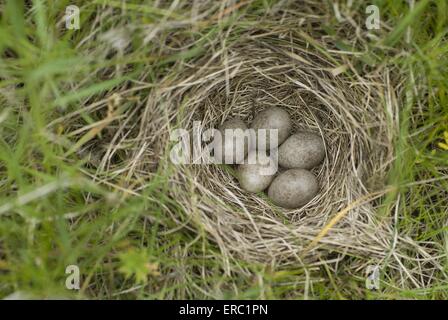 common skylark eggs Stock Photo