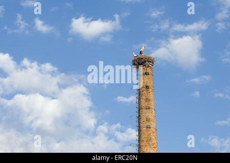 white storks Stock Photo