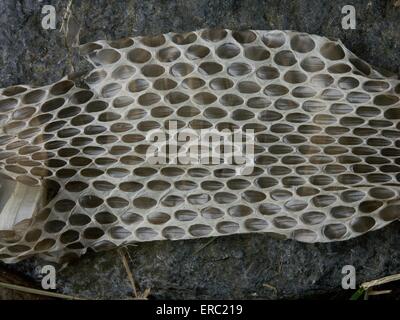 skin of a grass snake Stock Photo