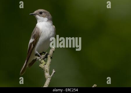 European pied flycatcher Stock Photo