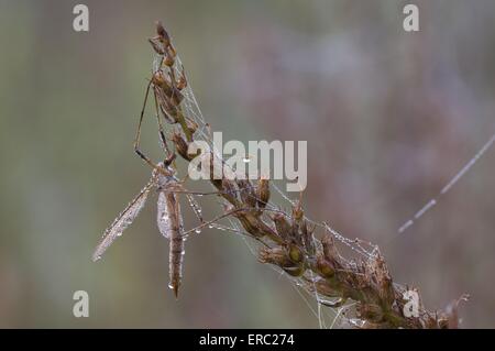 march crane fly Stock Photo