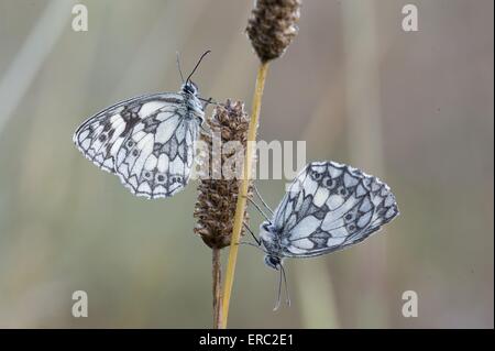 marbled white butterflies Stock Photo