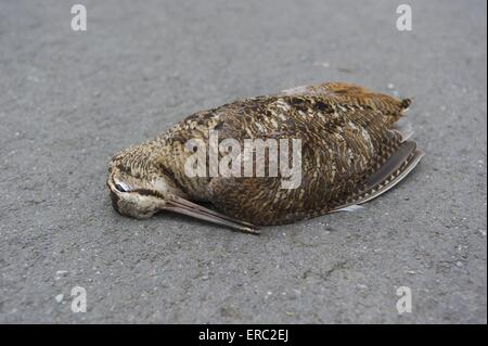 dead Eurasian woodcock Stock Photo