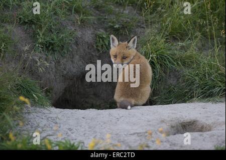 young fox Stock Photo