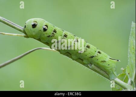 hawk-moth grub Stock Photo