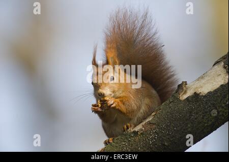 Eurasian red squirrel Stock Photo
