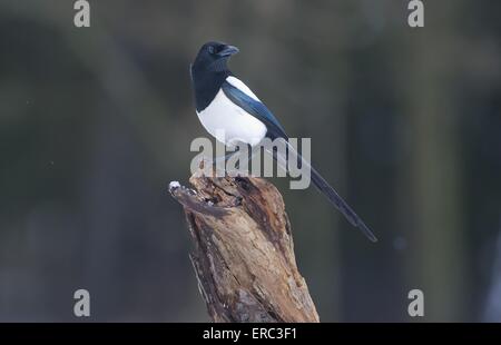Eurasian black-billed magpie Stock Photo