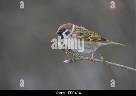 Eurasian tree sparrow Stock Photo