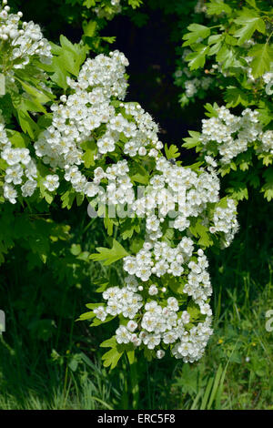 May or Hawthorn Blossom - Crataegus monogyna Stock Photo