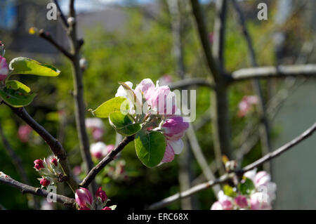 Apple trees in bloom, Physic Garden, Cowbridge, Vale of Glamorgan, South Wales, UK. Stock Photo