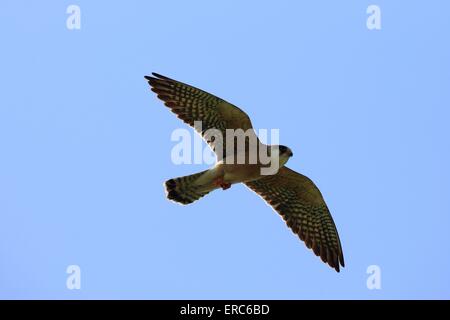 red-footed falcon Stock Photo