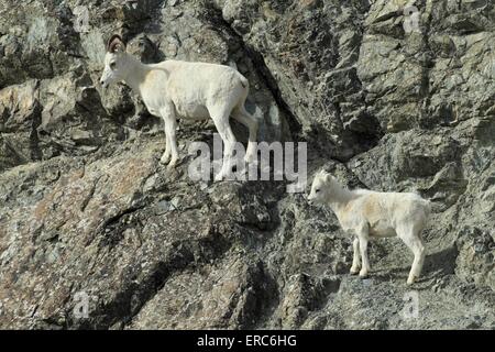 dall sheeps Stock Photo