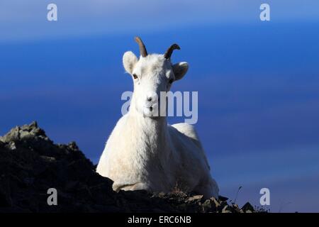 dall sheep Stock Photo