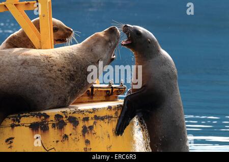 Stellers sea lions Stock Photo