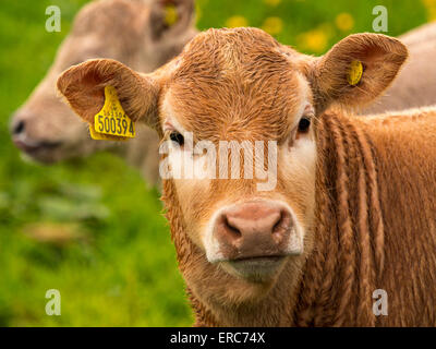 calf in a field,near Matlock,Derbyshire,Britain. Stock Photo