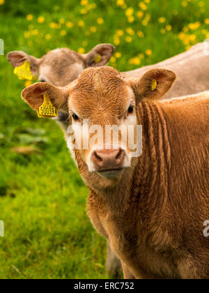 calf in a field,near Matlock,Derbyshire,Britain. Stock Photo