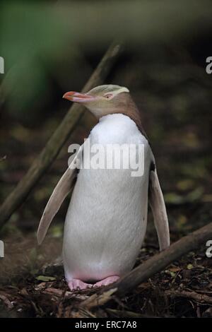 yellow-eyed penguin Stock Photo