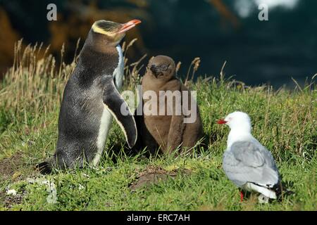 yellow-eyed penguins Stock Photo