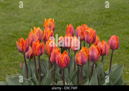 Tulip Princess Irene Stock Photo