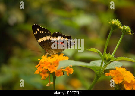 BANDED PEACOCK BUTTERFLY ON ORANGE FLOWER Stock Photo