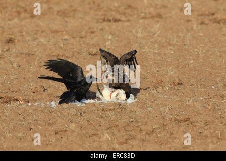 American eagle with prey Stock Photo