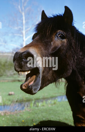 LAUGHING TALKING HORSE PORTRAIT Stock Photo