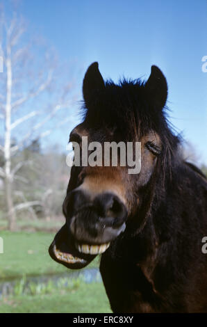 LAUGHING HORSE PORTRAIT EQUINE Stock Photo