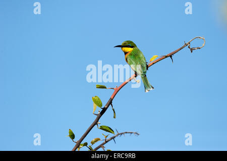 Little bee-eater (Merops pusillus) on a branch, South Luangwa National Park, Zambia Stock Photo