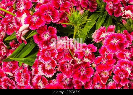 background from white wild-growing carnation Stock Photo