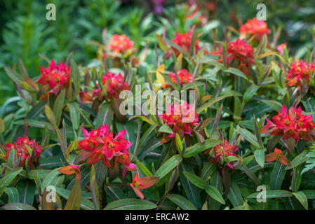 Euphorbia Griffithii in spring with vivid red bracts and deep green foliage. Stock Photo
