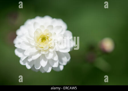 Ranunculus Aconitifolius pleniflorus (White bachelors buttons) in close up. Stock Photo