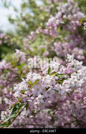 Pink flowering Deutzia Rosea shrub in late spring sunshine. Stock Photo