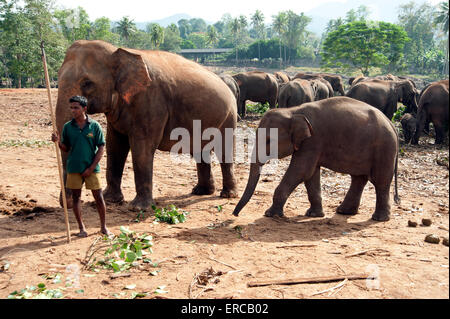 A group of adult and baby elephants eating at the Pinnewala Elephant orphanage Kandy Sri Lanka