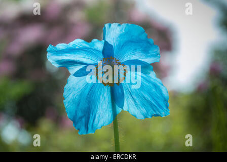 Himalayan blue poppy, Meconopsis