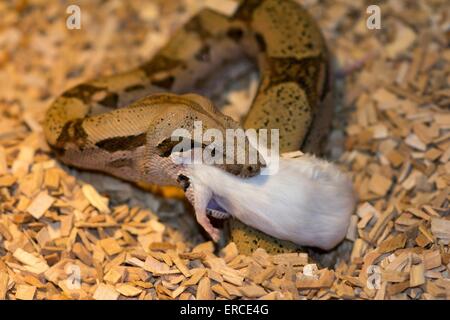 boa constrictor eating