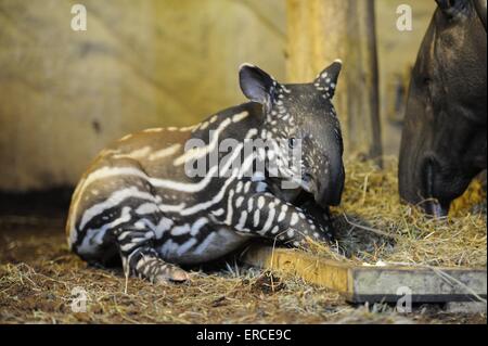 Asian tapir Stock Photo