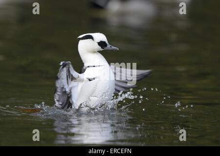 smew Stock Photo