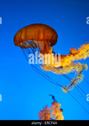 Amazingly beautiful marine organisms of the world jellyfish - Scyphozoa. Stock Photo