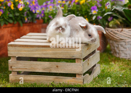 Dwarf Lop Rabbits, youngs, 5 weeks|Zwergwidderkaninchen, Jungtiere, 5 Wochen Stock Photo