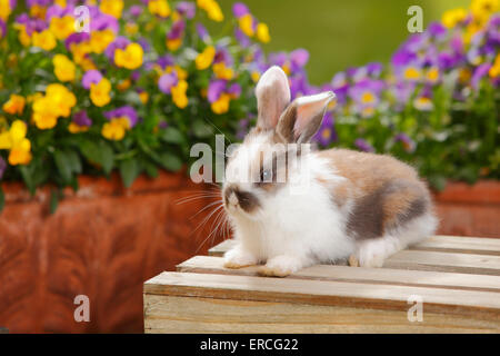 Dwarf Lop Rabbit, young, 5 weeks|Zwergwidderkaninchen, Jungtier, 5 Wochen Stock Photo